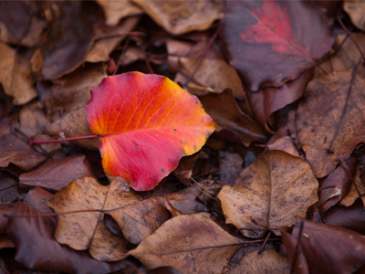 Since you went away the days grow long and soon I`ll hear old winter`s song, but I miss you most of all my darling when autumn leaves start to fall.  JOHNNY MERCER