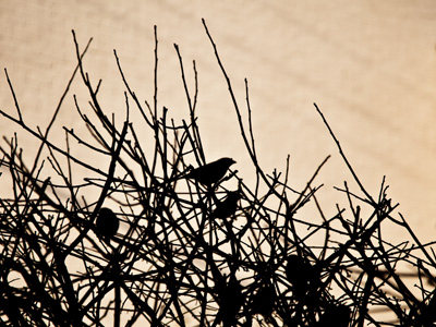 What is there for them to eat at this time of year?