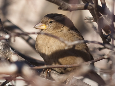 Just because they don`t get the Weather Channel doesn`t mean they don`t know what`s coming.  Stay warm, birdie.