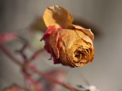 What does one do to commemorate the death of a rose?  Send roses?