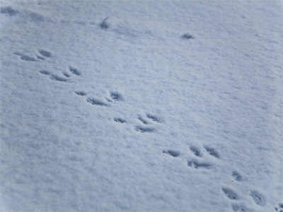 Could be grizzly bear.  They come down from the mountains in the winter when their food runs low.