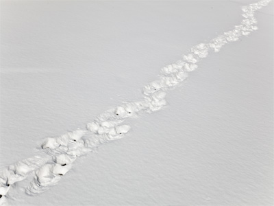 Scenes from the frozen tundra.