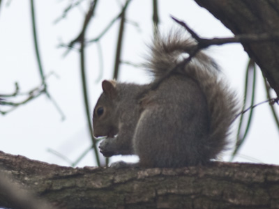 Taken while standing in my kitchen using The Big Lens.