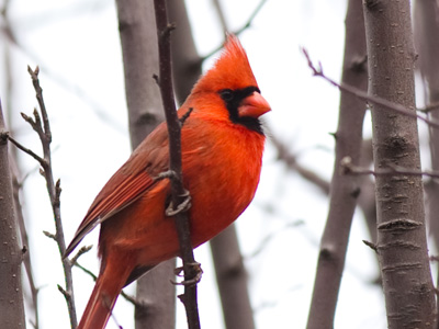 The best of many photos I took while cardinal stalking.