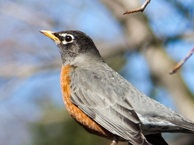 They`re starting to behave differently and sing new songs.  The birds are just as eager for spring to arrive as we are.