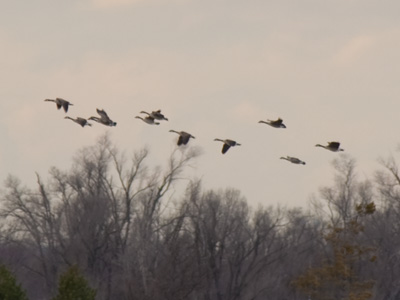Are you flying back to Canada?  Say you are.