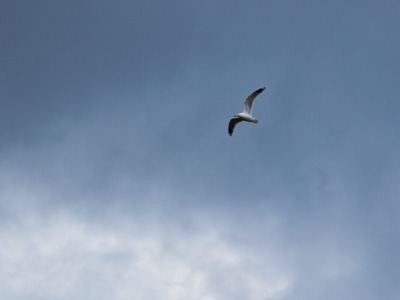 I wonder if the seagulls of Dayton have ever seen the sea.