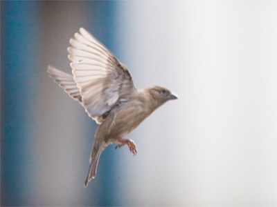 My eye is on the sparrow.