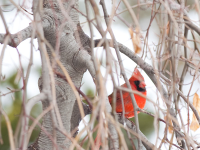 Spring will soon be here.