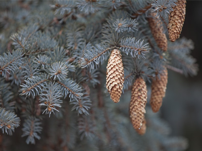 Hanging around the park.