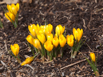 We Survived the Blizzard of 2013 (see yesterday`s photo above).