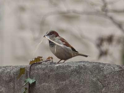 The flowers appear on the earth; the time of the singing of birds is come, and the voice of the turtledove is heard in our land. SONG OF SOLOMON 2:12