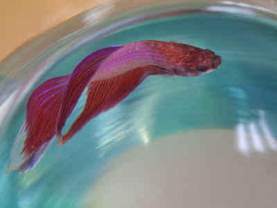 And you think YOUR life is dull.