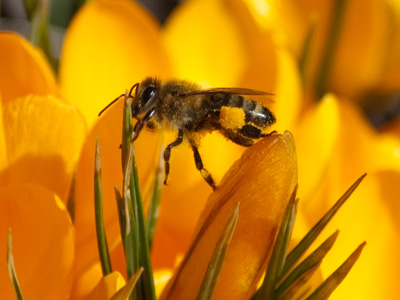 The flowers I expected.  The bee was a pleasant surprise.