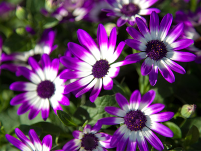 Real live flowers, but not outside just yet.