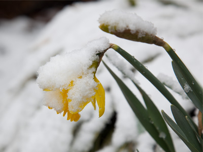 Will the daffodils recover, or have we lost them this year?
