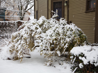 At 8:20am the tree next to my house was horizontal.