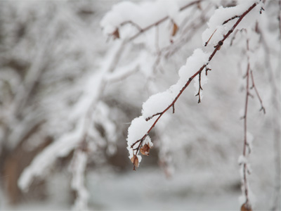 SNOW - It Sticks to Stuff.  See, it`s catching on.