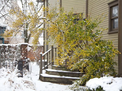 By 11:50am, the tree was struggling to regain verticality.