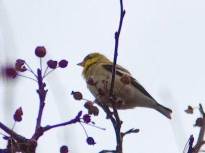 Look it`s a coldfinch.  Yes, I said coldfinch.