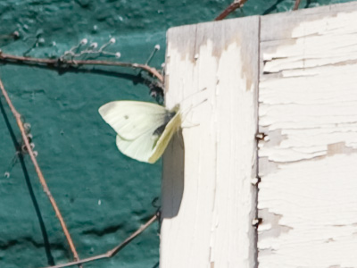 My first butterfly photo of the season.  They`ll get better.