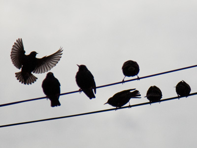 One word -- sounds like -- flapping.  WRAPPING!