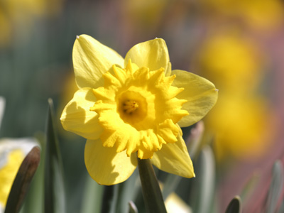 I walked to the park in my own neighborhood and found a few shivering daffodils.  I could`ve saved myself a drive.