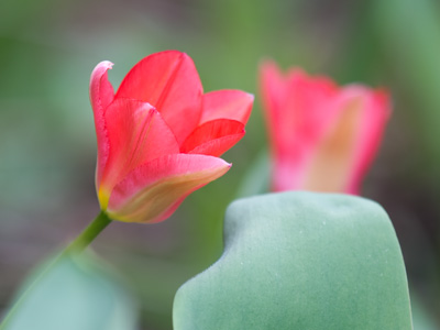 By this time last year, I had already taken a lot of tulip photos.  These are the first I`ve seen this season.