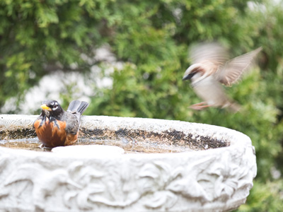 And now, the Birds of a Feather Community Theatre Company will re-enact the shower scene from `Psycho.`