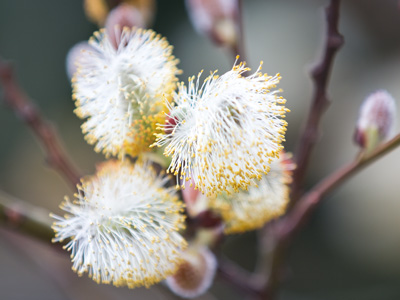 Where pom-poms come from.