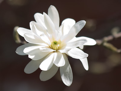 Trees offer us flowers and we walk past unheeding.