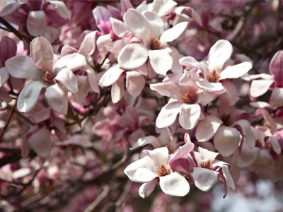 More trees that offer us flowers.