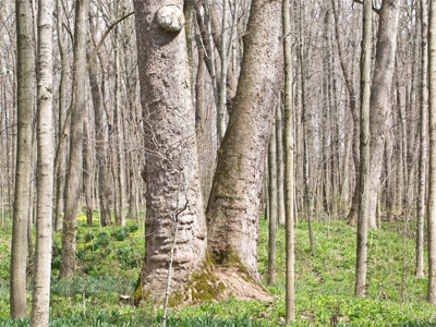 Five hundred years old and still growing.