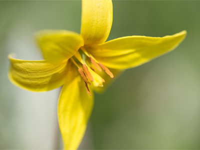 This morning, my camera and I made over 2000 photos of energetic dancers, but you get tranquil flowers instead.