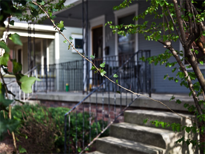 A vine ventures across the sidewalk.