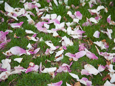 They crunched underneath my feet.