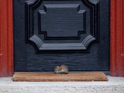 It sat for hours on my neighbor`s welcome mat.