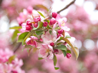 If this is what`s making me sneeze, I think it`s worth it.