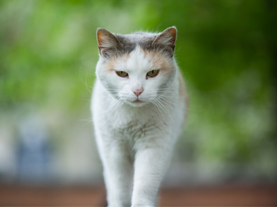 I had to flee this cat and its fleas.