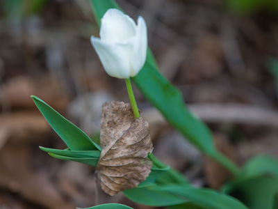 A bit of advice:  don`t get in the way of a blooming tulip.