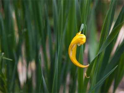 Punctuation marks in the grass.