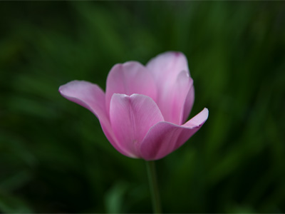 Because of clouds, dusk came early.