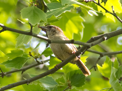 Singing loudy, with a bug in its mouth.  Well, wouldn`t you?