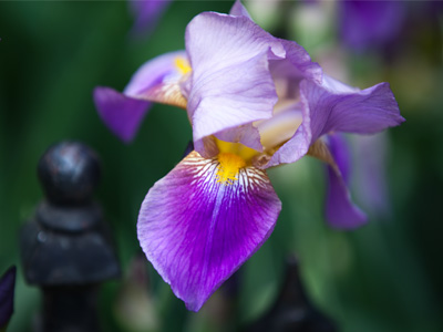 The crocuses croaked, the daffodils died and the tulips are toast.  Next up:  irises!