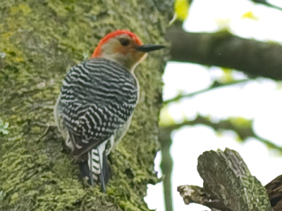 I have a thing for redheads.