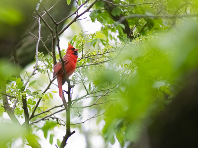 Still seeing red in the forest.