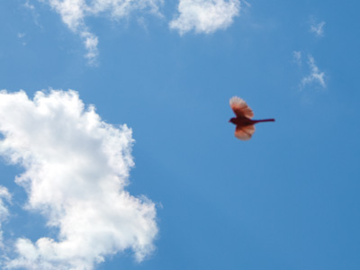 Your daily cardinal pic.