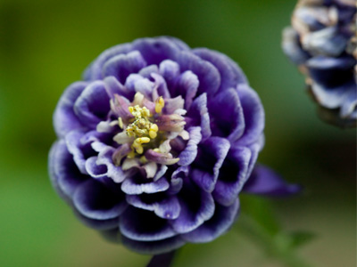 Shooting flowers on a windy day means a lot of waiting.