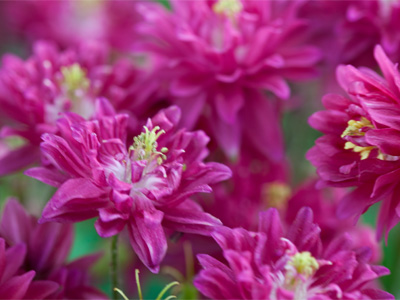 I am capable of photographing more than one flower.