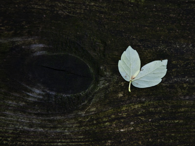 The only small scale still life that I`ve ever seen of Ansel Adams looked a bit like this.  He stole the idea from me.